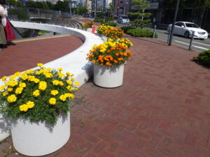大通ブロックスノーリング横のコンテナに植えているマリーゴールドの様子