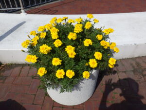 大通ブロックスノーリング横のコンテナに植えている黄色のマリーゴールドの様子