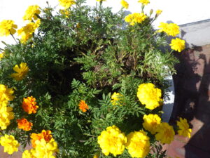 大通ブロックスノーリング横のコンテナに植えているマリーゴールドが折られてしまっている様子