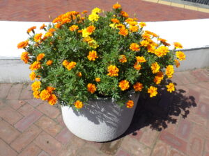 大通ブロックスノーリング横のコンテナに植えているオレンジのまmン中に黄色のマリーゴールドの様子