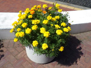 大通ブロックスノーリング横のコンテナに植えている黄色にまんなかにオレンジのマリーゴールドの様子