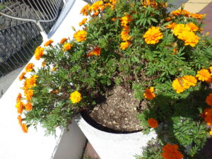 大通ブロックスノーリング横のコンテナに植えているマリーゴールドが折られててしまっている様子