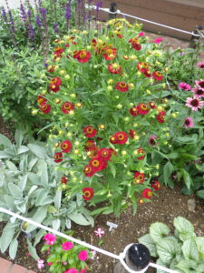 花壇に咲いているヘレニウム・モーハイム・ビューティー