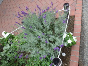 花壇でまだ咲いているラベンダー