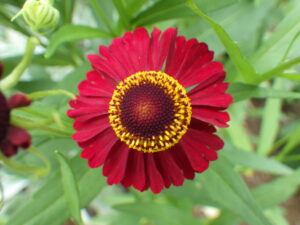 花壇に咲いているヘレニウム・モーハイム・ビューティーの花