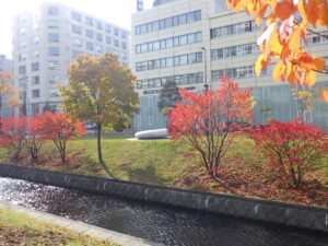 10月27日の南2条の紅葉の様子