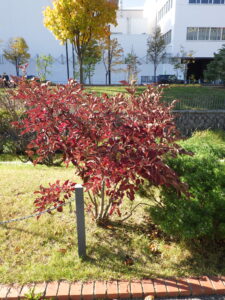 10月25日の北1条ライラックミスキムの紅葉の様子