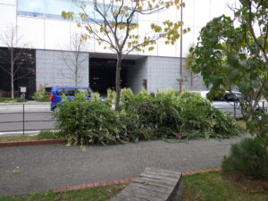 刈り取って積まれたハギの画像