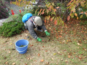 10月6日に除草をするお助け隊3