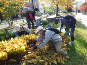 10月27日に南2条でスズランの刈り取りをするお助け隊