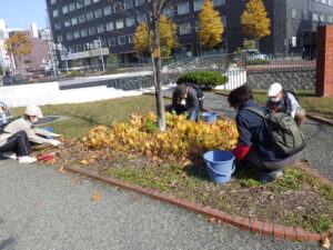 10月27日にまんなか広場でスズランの刈り取りをするお助け隊