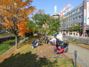 10月27日に北1条でスズランの刈り取りをするお助け隊