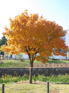 10月27日の北1条条イタヤカエデの紅葉の様子