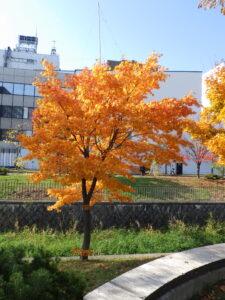 10月27日の北1条ヤマモミジの紅葉の様子