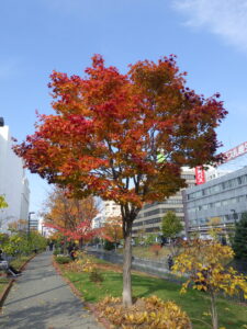 10月27日の北1条ヤマモミジの紅葉の様子