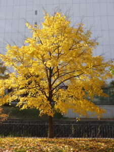 10月27日の北2条シナノキの紅葉の様子