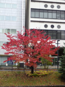 10月21日の南1条エゾヤマザクラの紅葉の様子