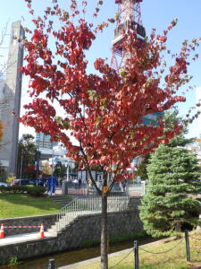 10月27日の南1条のヤマボウシの紅葉の様子