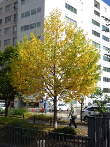 9月24日の南2条キタコブシの紅葉の様子