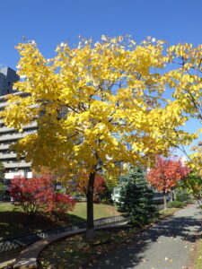 10月25日の南2条オオバボダイジュの紅葉の様子