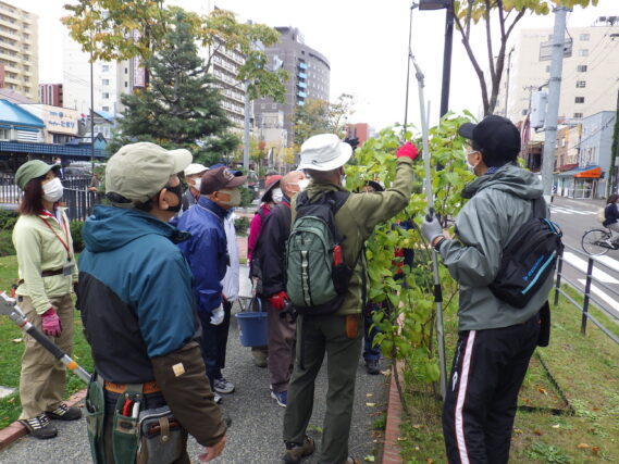 「植物ボランティア活動再開ライラックの秋剪定」の画像