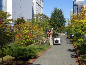 10月12日の活動でライラックの秋剪定を行う植物ボランティアのメンバー