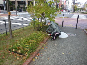 10月19日に南4条でヘメロカリスの刈り取りをする植物ボランティア