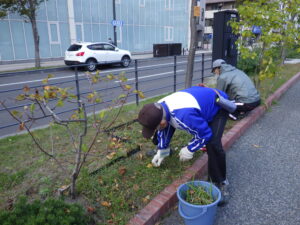 10月19日に南2条でヘメロカリスの刈り取りをする植物ボランティア