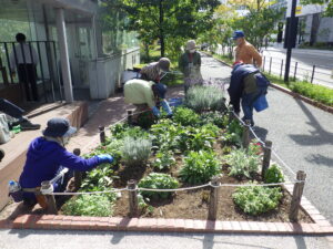 10月7日にコンテナと花壇の活動を行う花くらぶ3