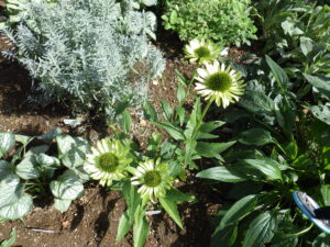 花壇のエキナセア