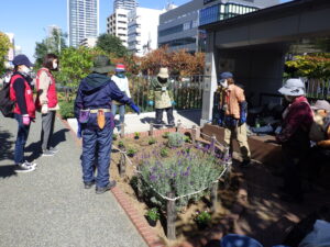 10月14日の活動で花壇の越冬ビオラの植え込み位置の確認を行う花くらぶのメンバー