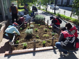 10月14日の活動で花壇の越冬ビオラの植え込みを行う花くらぶのメンバー