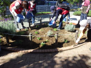10月14日の活動で花壇の越冬ビオラの植え込み後に水をやる花くらぶのメンバー