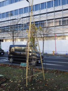 冬囲いされたライラック2