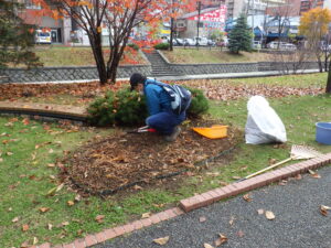 11月3日にスズランの刈り取りをするお助け隊のメンバー