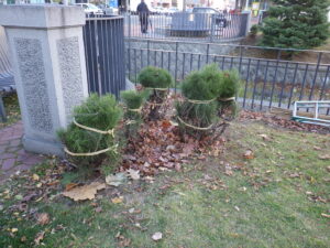 冬囲いされたモンタナマツ1