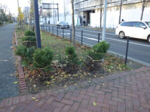 冬囲いされたライラック2