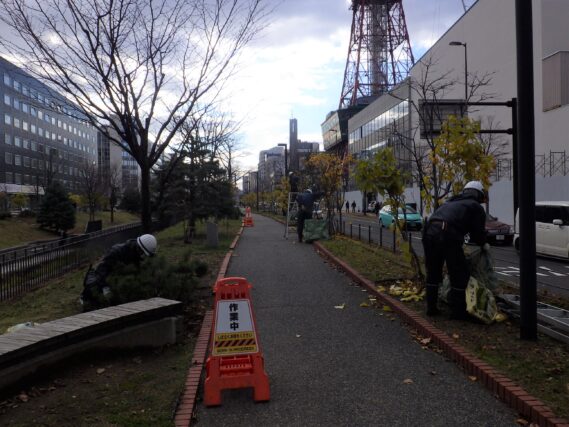 「樹木の冬囲い」の画像