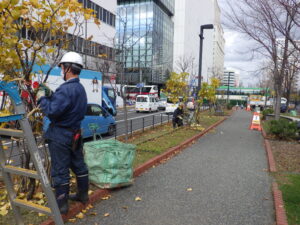 11月17日に北1条で樹木の冬囲いをする作業員さんたち2