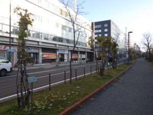 冬囲いされたライラック1