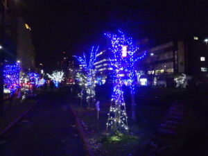 11月29日の創成川公園北1条西側で樹木にイルミネーションされた様子