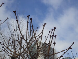 12月26日のライラックエスタースティリーの芽の様子