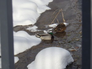 12月27日に北1条の創成川で休んでいるカモたち