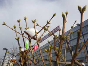 12月13日のライラックステップマンの芽の様子