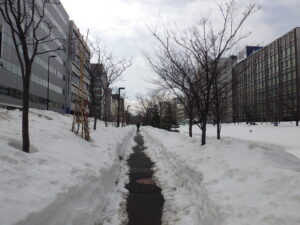 3月17日の南1条の園路の様子