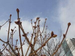 3月17日のライラックのエスタースティリーの芽