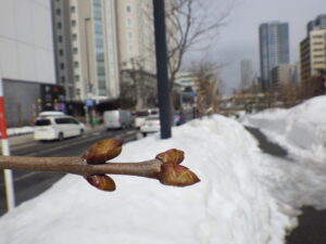 3月17日のライラックのプレジダングレビーの芽