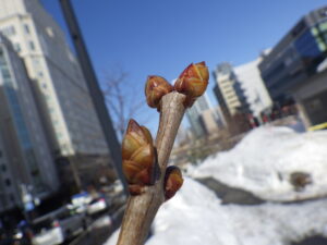 3月18日のライラックのプレジダングレビーの芽