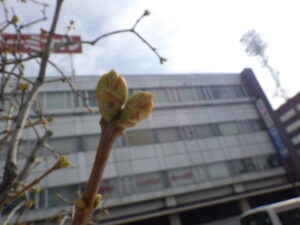 3月17日のライラックのミスエレンウィルモットの芽