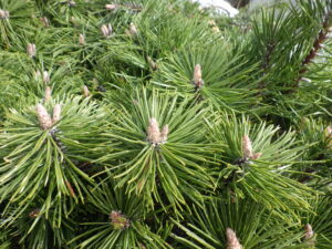 3月17日のモンタナマツ